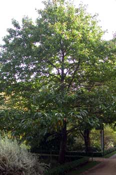 Castaño árbol