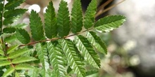 Serbal de cazadores - Hoja (Sorbus acuparia)