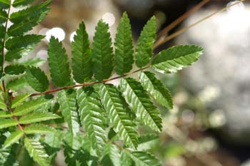 Serbal de cazadores - Hoja (Sorbus acuparia)