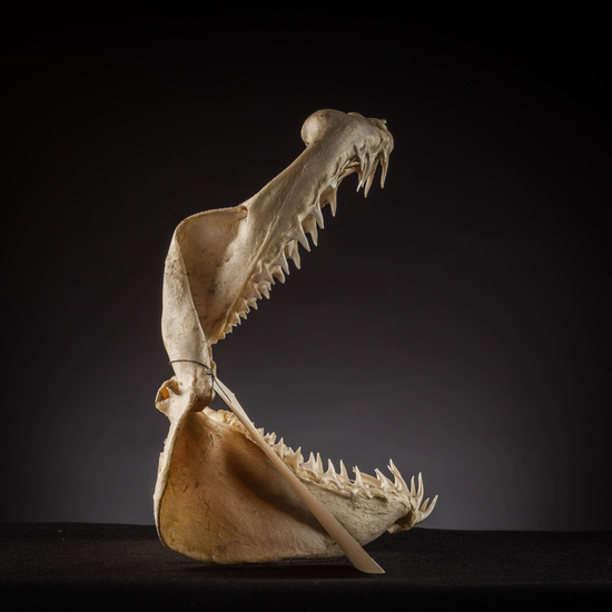 IES_SANISIDRO_MUSEO_Zoolgía_056