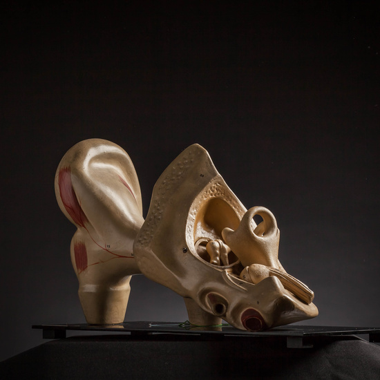 IES_CARDENALCISNEROS_ANATOMIA_MODELOS_057