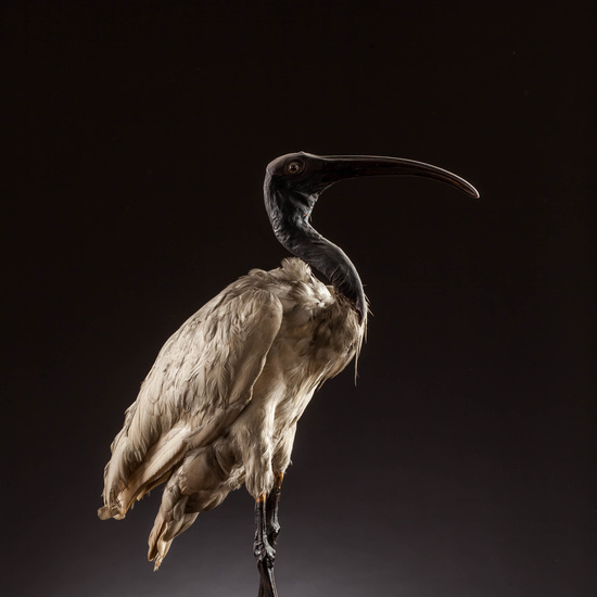 IES_SANISIDRO_MUSEO_Aves_143