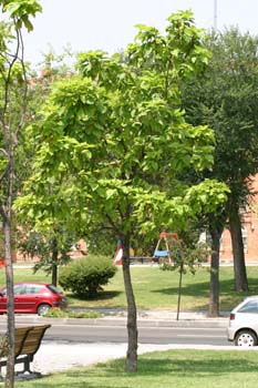 Catalpa (Catalpa bignonioides)