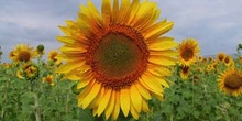 Girasol, Extremadura