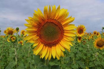 Girasol, Extremadura