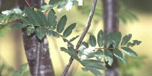 Serbal de cazadores - Hoja (Sorbus acuparia)