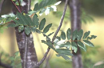 Serbal de cazadores - Hoja (Sorbus acuparia)