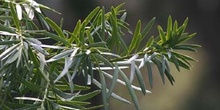 Podocarpo (Podocarpus macrophyllus)