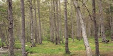 Haya - Bosque (Fagus silvatica)