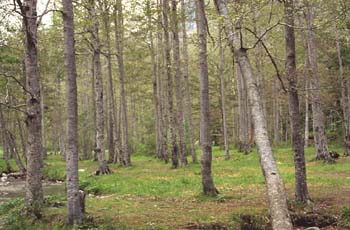 Haya - Bosque (Fagus silvatica)