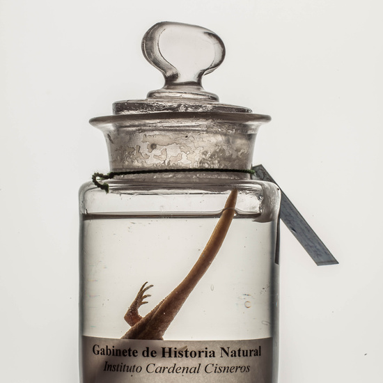 IES_CARDENALCISNEROS_CIENCIASNATURALES_205