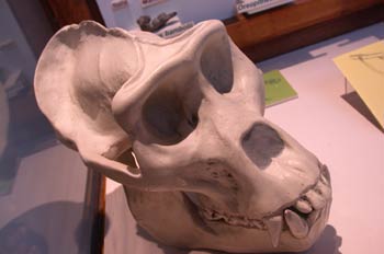 Cráneo (gorila actual)