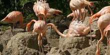 Flamenco (Phoenicopterus ruber roseus)