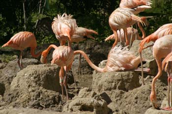 Flamenco (Phoenicopterus ruber roseus)