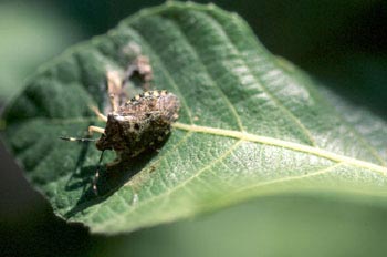 Chinche de la fresa (Dolycoris baccarum)