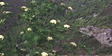 Serbal de cazadores - Flor (Sorbus acuparia)