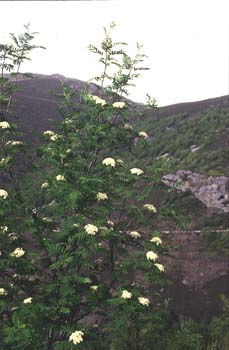 Serbal de cazadores - Flor (Sorbus acuparia)