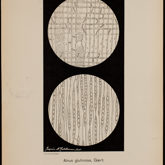 IES_CARDENALCISNEROS_BOTÁNICA_II_LÁMINAS_035