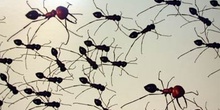 Hormigas