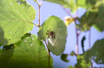 Araña (Araneae Ord.)