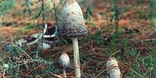 Seta barbuda (Coprinus comatus)
