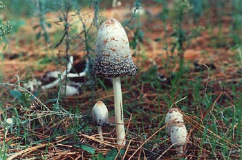 Seta barbuda (Coprinus comatus)