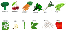 parts of the plant and vegetable match