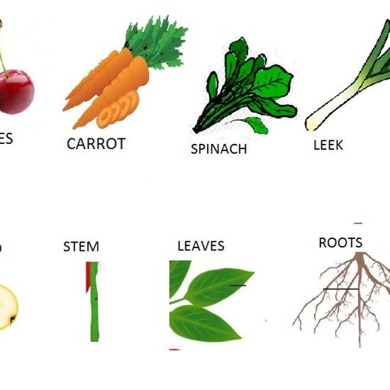 parts of the plant and vegetable match