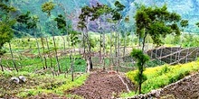 Campos de cultivos construidos en pendiente, Irian Jaya, Indones