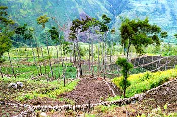 Campos de cultivos construidos en pendiente, Irian Jaya, Indones