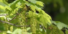 Arce blanco - Flor (Acer pseudoplatanus)