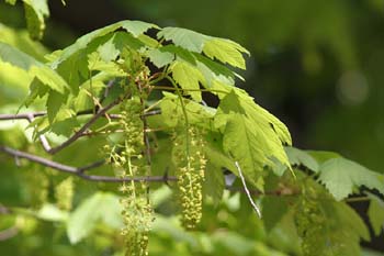 Arce blanco - Flor (Acer pseudoplatanus)
