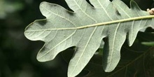 Rebollo / melojo - Hoja (Quercus pyrenaica)