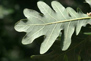 Rebollo / melojo - Hoja (Quercus pyrenaica)