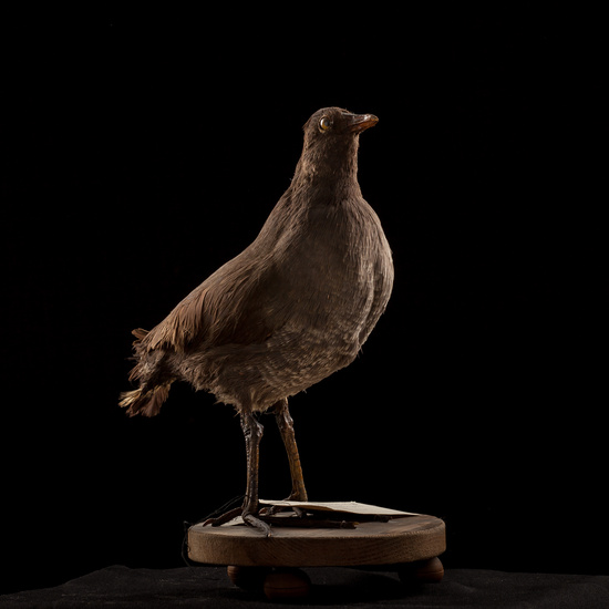 IES_SANISIDRO_BIOLOGIA_018