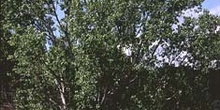 álamo negro - Porte (Populus nigra)