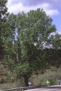 álamo negro - Porte (Populus nigra)