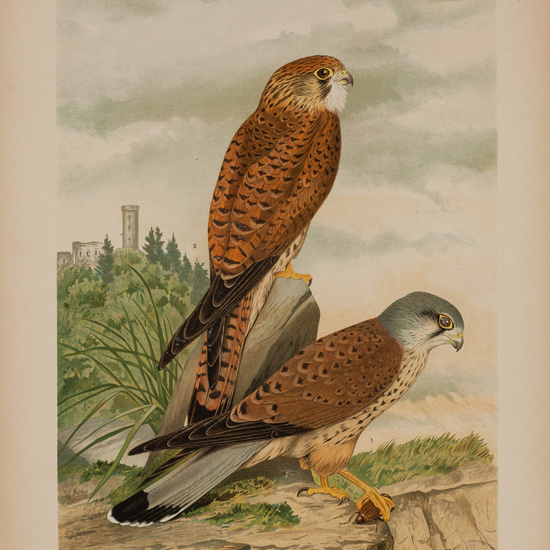 IES_CARDENALCISNEROS_AVES_LAMINAS_170