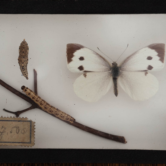 IES_CARDENALCISNEROS_Insectos_046