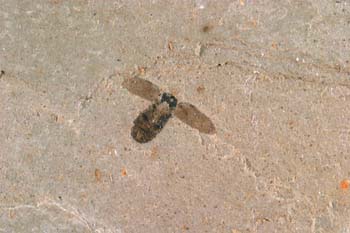 Coleóptero (Insecto) Eoceno