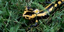 Salamandra (Salamandra salamandra)