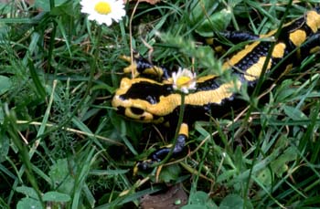 Salamandra (Salamandra salamandra)