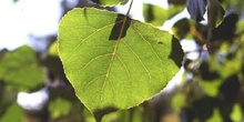 Chopo de Canadá - Hojas (Populus x canadensis)