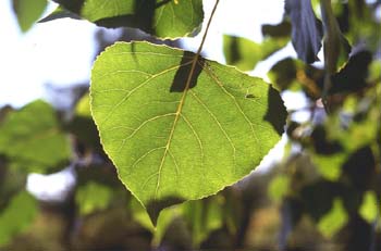 Chopo de Canadá - Hojas (Populus x canadensis)