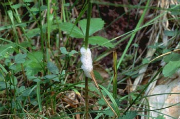Cigarra espumadora (Philaenus sp)