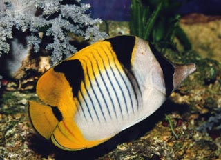 Pez mariposa (Chaetodon falcula)