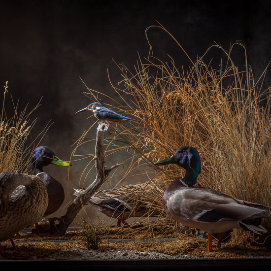 IES_SANISIDRO_MUSEO_Aves_212