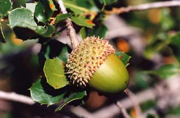 Coscoja / carrasca - Bellota (Quercus coccifera)