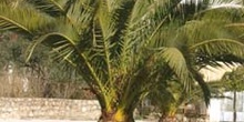 Palmera canaria - Porte (Phoenix canariensis)