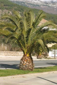Palmera canaria - Porte (Phoenix canariensis)